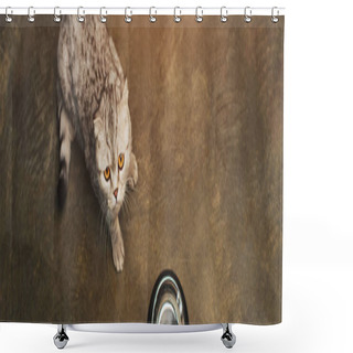 Personality  Panoramic Shot Of Adorable Tabby Grey Scottish Fold Cat Near Bowl On Floor Shower Curtains