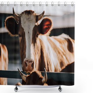 Personality  Portrait Of Brown Domestic Cow Standing In Stall At Farm Shower Curtains