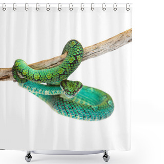 Personality  Sri Lankan Palm Viper Shower Curtains
