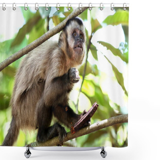 Personality  Monkey On The Branch Shower Curtains