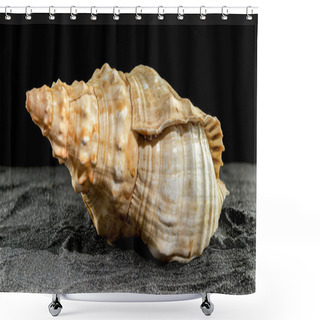Personality  Big Pleuroploca Trapezium Or Trapezium Horse Conch Sea Shell On A Black Sand Background Shower Curtains