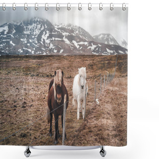 Personality  Icelandic Horses. The Icelandic Horse Is A Breed Of Horse Developed In Iceland. Although The Horses Are Small, At Times Pony-sized, Most Registries For The Icelandic Refer To It As A Horse. Shower Curtains