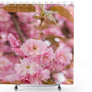 Personality  Close Up View Of Pink Flowers On Branches Of Sakura Cherry Tree Shower Curtains