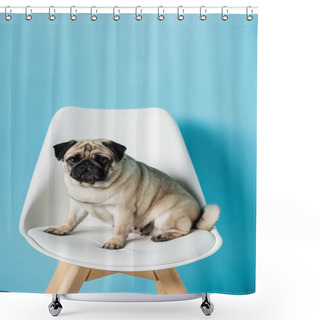 Personality  Funny Pug Dog Sitting On White Chair And Looking At Camera On Blue Background Shower Curtains