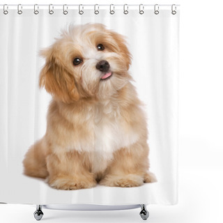 Personality  Beautiful Sitting Reddish Havanese Puppy Dog Is Looking Upward Shower Curtains
