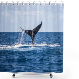 Personality  Humpback Whale Tail Shower Curtains
