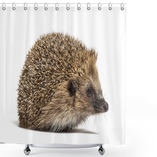 Personality  Common European Hedgehog, Erinaceus Europaeus, Isolated On White Shower Curtains