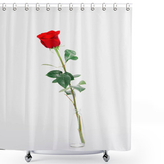 Personality  Close-up View Of Beautiful Blooming Red Rose Flower In Glass Jar Isolated On White  Shower Curtains