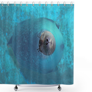 Personality  Sleeping Seals In The Water Shower Curtains