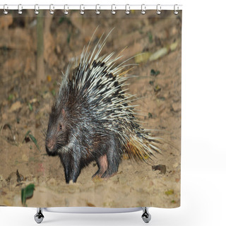Personality  Porcupine Living In The Night Searching For Food Shower Curtains