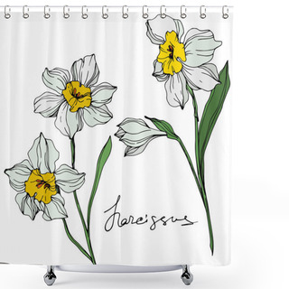 Personality  Vector Colorful Narcissus Flowers Illustration Isolated On White With Handwritten Inscription  Shower Curtains