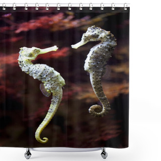 Personality  Seahorse In Love Shower Curtains