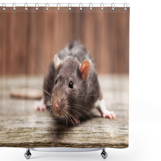 Personality  Pet Rat Shower Curtains