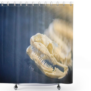 Personality  Snake Skeletons Of Reticulated Python (Python Reticulatus). The Reticulated Python (Python Reticulatus) Is A Species Of Python Found In Southeast Asia. Shower Curtains