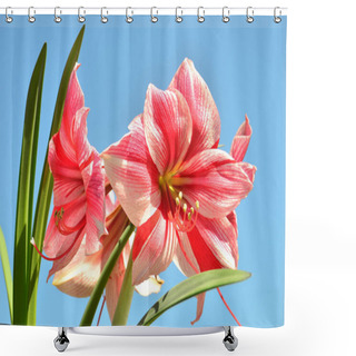 Personality  A Bouquet Of Amaryllis Pink Flowers On A Blue Sky Background. Fl Shower Curtains