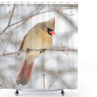 Personality  A Female Cardinal Perched On A Tree Branch. Shower Curtains