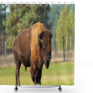 Personality  Big Old Bison In Nature. Shower Curtains