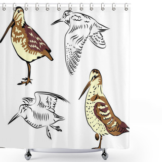 Personality  Woodcock Or Snipe Shower Curtains