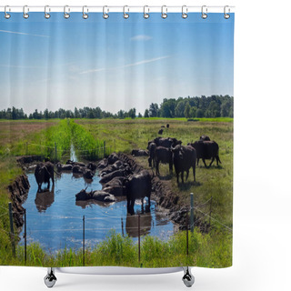 Personality  A Herd Of Water Buffalo Bathing In A Pond On A Pasture In Mecklenburg-Vorpommern, Germany Shower Curtains