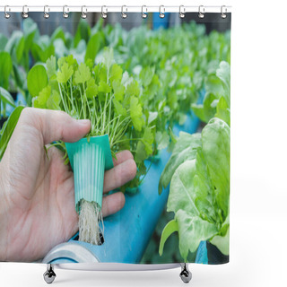 Personality  Hand Hold Coriander Planting Water Hydroponics Shower Curtains