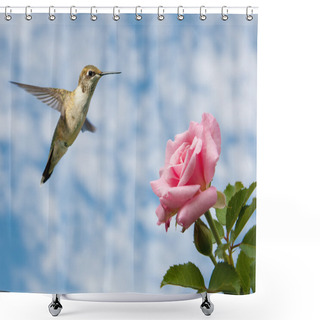 Personality  Tiny Juvenile Male Hummingbird Hovering Close To A Rose Shower Curtains