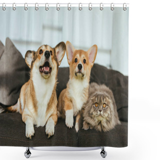 Personality  Selective Focus Of Adorable Welsh Corgi Dogs And British Longhair Cat On Sofa At Home Shower Curtains