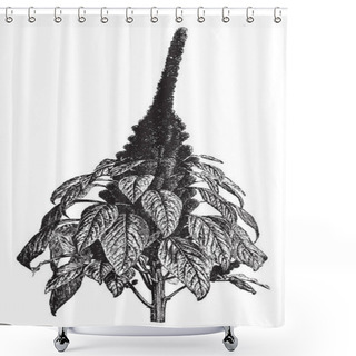 Personality  A Picture Shows Amaranthus Hypochondriacus Plants. It Is An Ornamental Plant Commonly Known As Prince-of-Wales Feather Or Prince's-feather. The Flowers Are Deep Crimson & Leaves Are Purplish In Color, Vintage Line Drawing Or Engraving Illustration. Shower Curtains