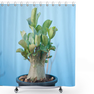 Personality  Adenium Obesum Tree Or Desert Rose In Flowerpot Shower Curtains