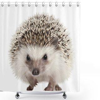 Personality  Four-toed Hedgehog, Atelerix Albiventris, 2 Years Old, Balled Up In Front Of White Background Shower Curtains
