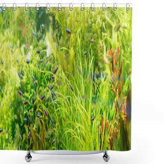 Personality  Small Fishes Swimming Under Water Among Green Seaweed In Aquarium, Panoramic Shot Shower Curtains