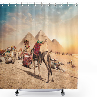 Personality  Camels Near Pyramids Shower Curtains