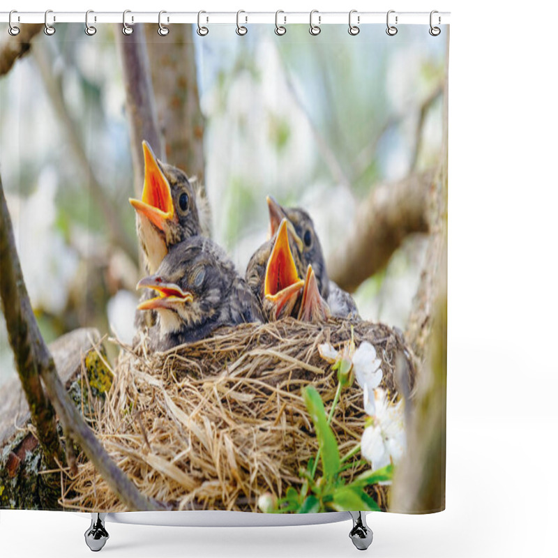 Personality  Group Of Hungry Baby Birds Sitting In Their Nest On Blooming Tree With Mouths Wide Open Waiting For Feeding. Young Birds Cry Shower Curtains