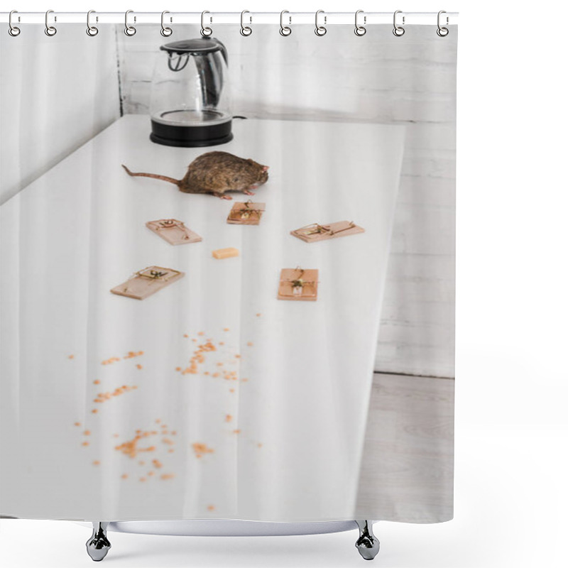 Personality  small rat near mousetraps with cube of cheese near kettle on table  shower curtains