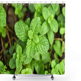 Personality  Pepper Mint Shower Curtains