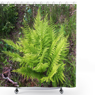 Personality  Fern Green In Forest Summer Shower Curtains
