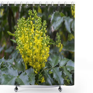 Personality  Mahonia Aquifolium Shrub With Yellow Flower Shower Curtains