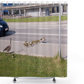 Personality  Wild Goose, Grey Goose (Anser Anser) Shower Curtains