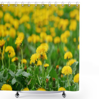 Personality  Close-up View Of Beautiful Blooming Dandelions, Selective Focus Shower Curtains