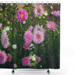 Personality  Pink And Violet Aster Autumn Flowers Shower Curtains