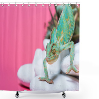 Personality  Close-up View Of Beautiful Exotic Chameleon Crawling On Stones Isolated On Pink Shower Curtains