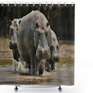Personality  Hippos In The Beautiful Nature Habitat Shower Curtains