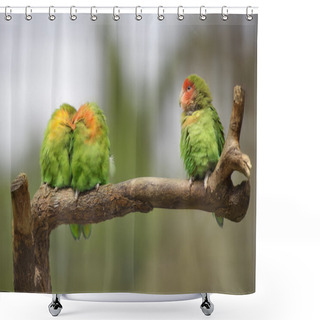 Personality  Three Lovebirds On A Branch Shower Curtains