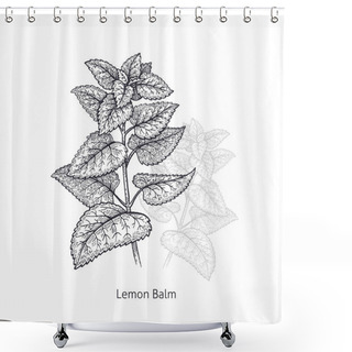 Personality  Lemon Balm. Medical Herbs And Plants Isolated On White Background Series. Vector Illustration. Art Sketch. Hand Drawing Object Of Nature. Vintage Engraving Style. Black And White. Shower Curtains