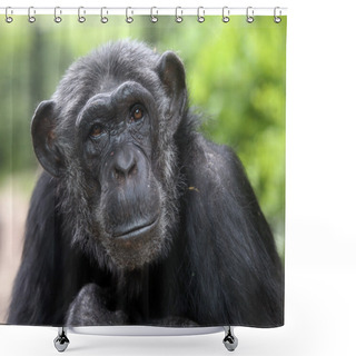 Personality  Chimpanzee Portrait Close Up Shower Curtains