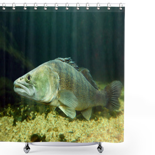 Personality  Pike Perch Shower Curtains