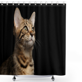 Personality  Closeup Portrait Of Bengal Kitty Isolated Black Background Shower Curtains