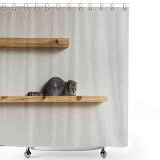 Personality  Scottish Fold Cat Shower Curtains