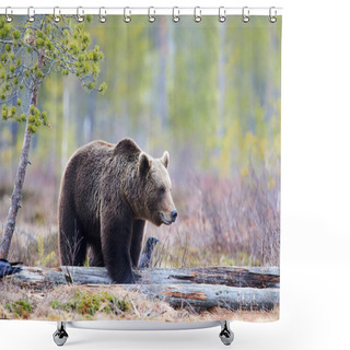 Personality  Brown Bear In The Taiga Shower Curtains