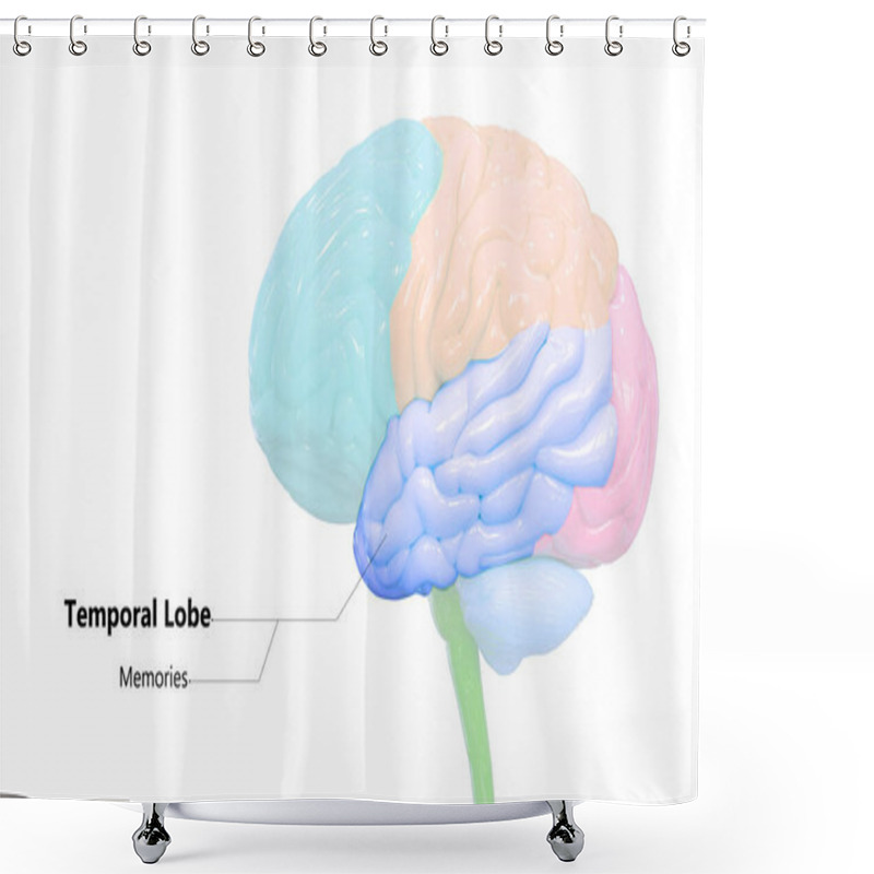 Personality  Central Organ Of Human Nervous System Brain Lobe  Shower Curtains