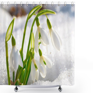 Personality  Spring Snowdrop Flowers Shower Curtains